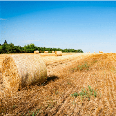 Agriculture